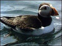 Atlantic Puffin