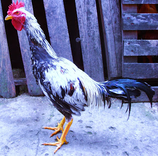 diferentes razas de gallos finos, las mejores razas de gallos de pelea, gallos colombia