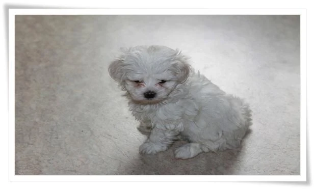 Maltese Puppy