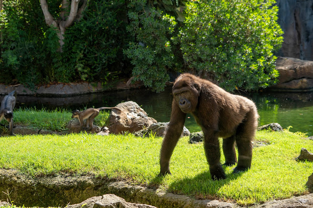 gorilas en Bioparc Valencia