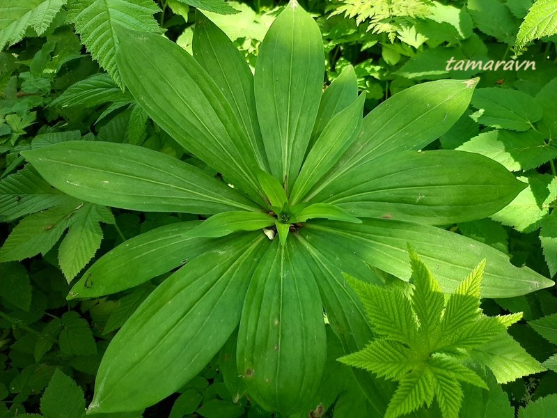 Лилия двурядная (Lilium distichum)