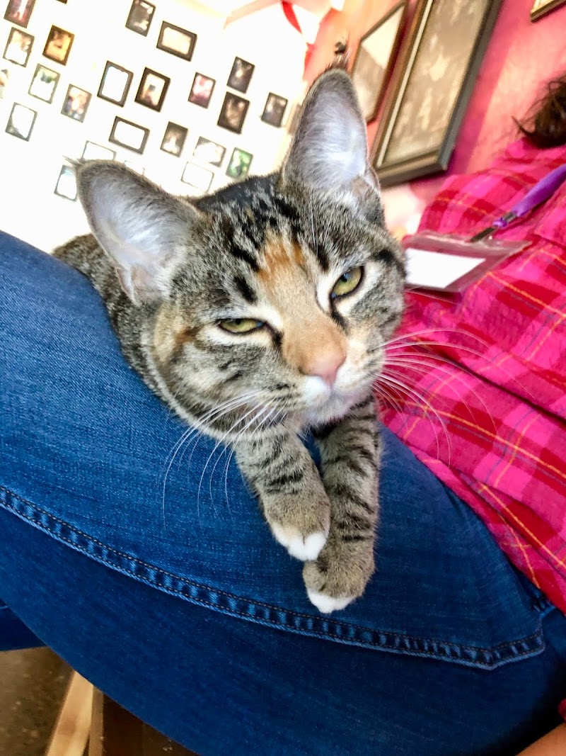 34+ Top Konsep Cat Cafe Lounge Near Me