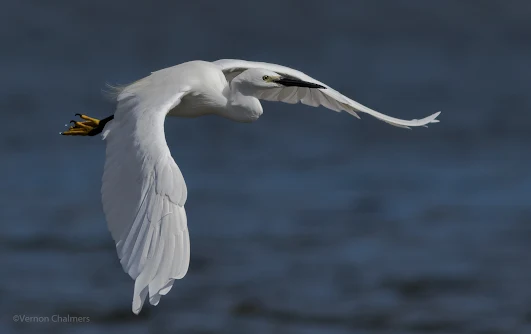 Canon EOS Setup and Tips For Birds in Flight Photography