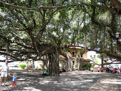 Big Banyan Tree, Lahaina, Maui, Hawaii