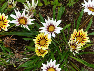 Gazania sp. - Gazanie non identifiée