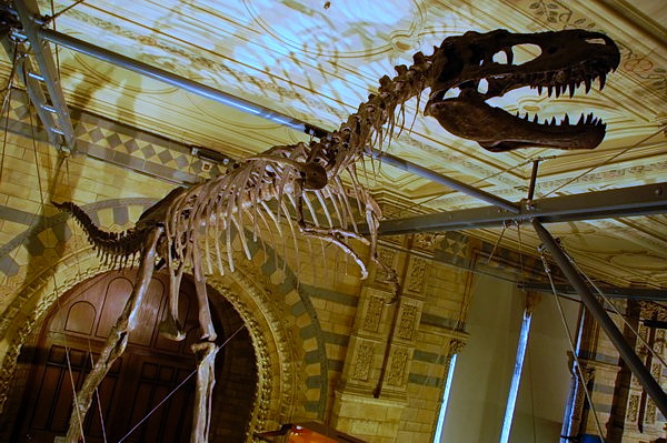 Dinosaur skeleton, Museum of Natural History, London, UK - Image by S. Deepak