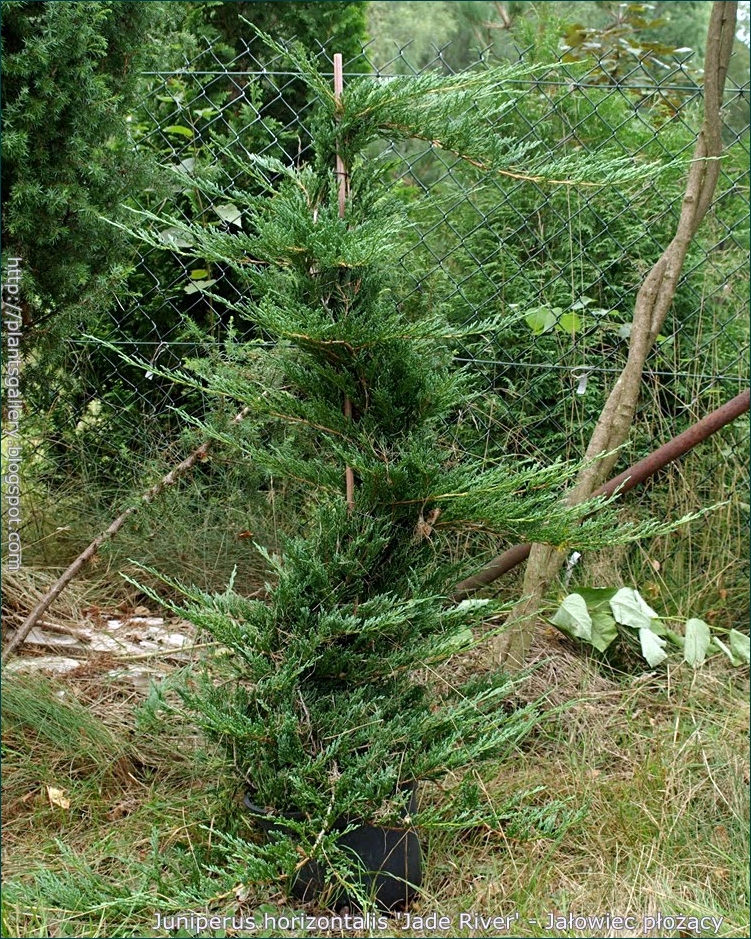 Juniperus horizontalis 'Jade River' - Jałowiec płożący 'Jade River'