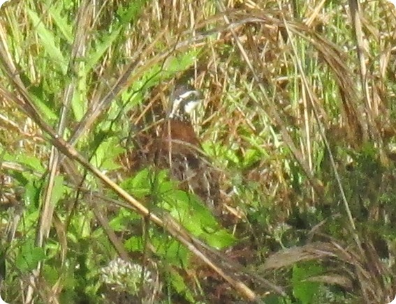 10 Northern Bobwhite Colinus virginianus