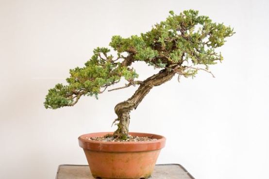 Procumbens juniper yang diabaikan