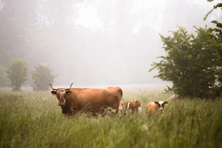 Un troupeau de vaches