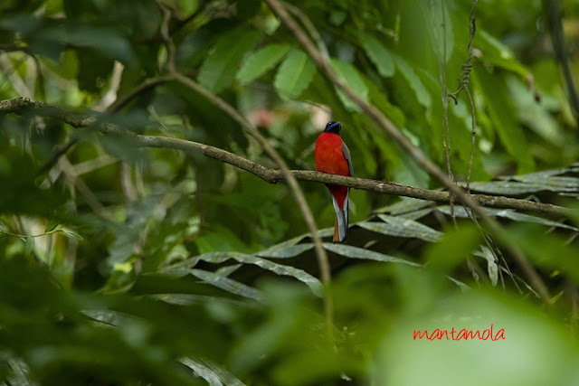 Scarlet-rumped trogon