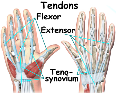 MYO Therapy & Healthcare Institute: Flexor Tendon Injuires