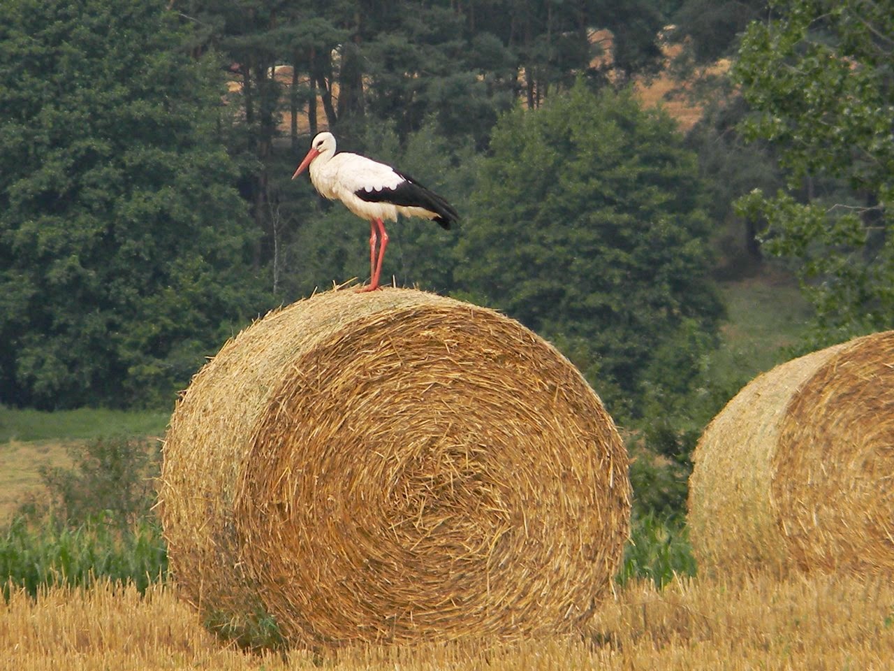 lato, sierpień, przyroda