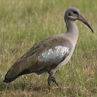 ibis hadada Bostrychia hagedash