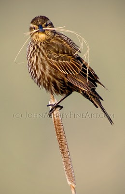 female Red-winged Blackbird (c) John Ashley