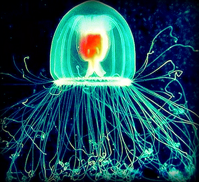 Turritopsis Nutricula, Turritopsis Nutricula animal inmortal, Turritopsis Nutricula inmortal, medusa inmortal, Turritopsis Nutricula