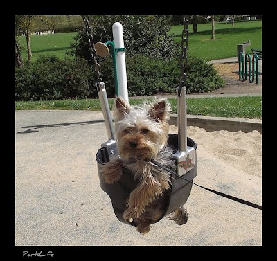 Cute Swinging Dogs Seen On www.coolpicturegallery.us