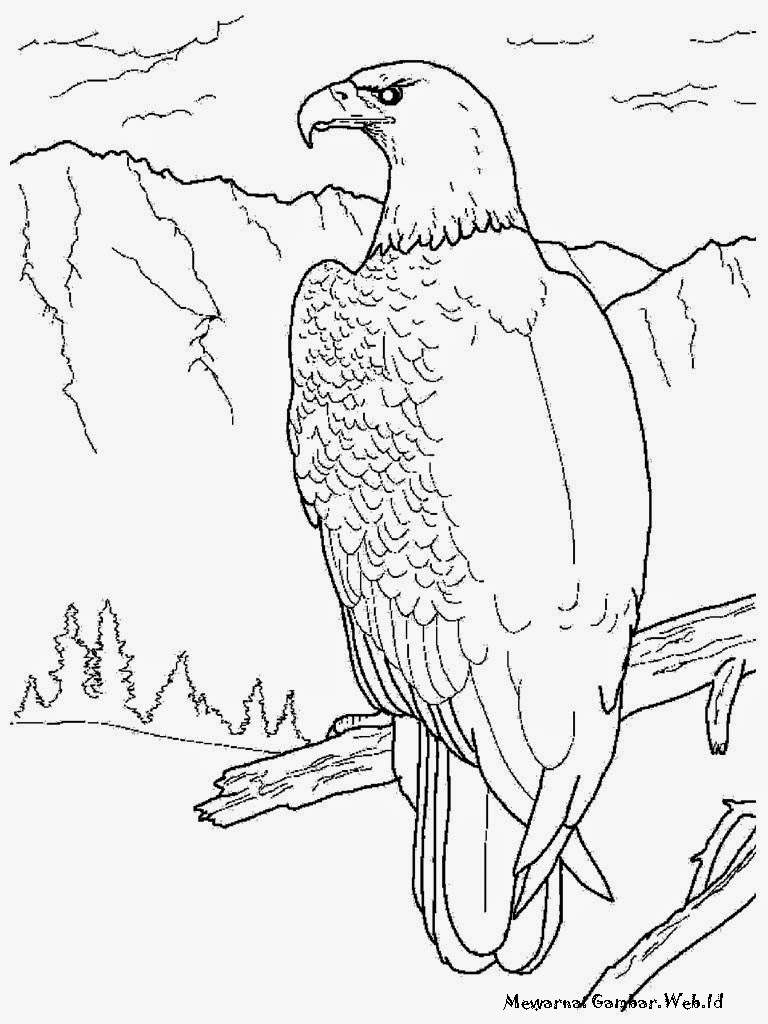 Download Contoh Sketsa Gambar Burung Elang Sketsabaru