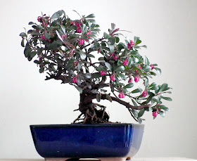  kinnikinnick, uva-ursi, Vancouver Jade blooming bonsai in blue bonsai pot