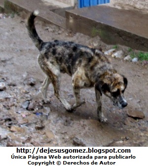 Perro caminando bajo la lluvia  (Perro con frío en invierno). Foto de perro tomada por Jesus Gómez