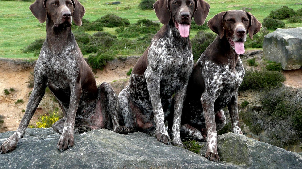 German Shorthaired Pointer Pics