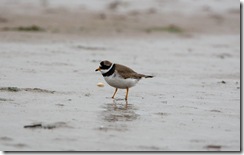 Ringed Plover-8D3E8070