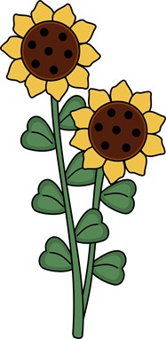 farmsunflowers2