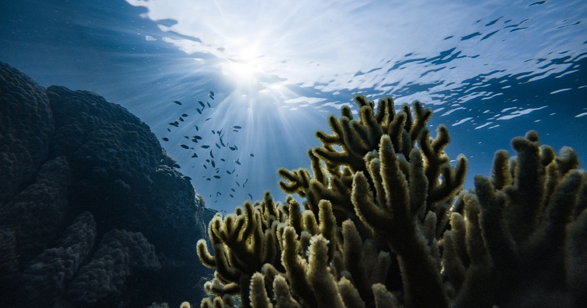 Ambient Sounds Of Nature Underwater Can Restore Life To Dead Coral Reefs