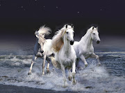 White Horse Wallpapers