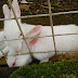 Rabbits