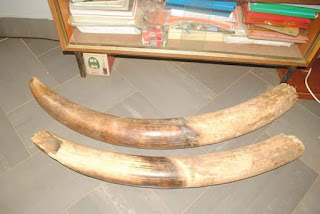 Photos: Nigeria Customs seizes two pieces of elephant tusks at Lolo Border Area in Kebbi State