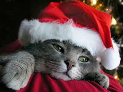 [christmas-kitten-cat-756396.jpg]