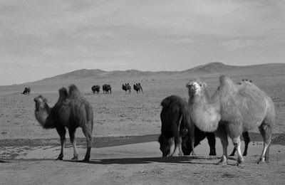 Mongolian Gobi Desert