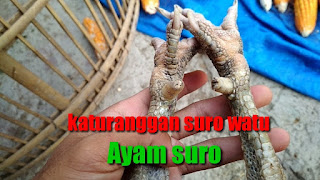 Mengenal ayam jago suro wetu