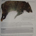 Wild Boars
