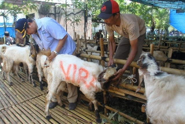 Bolehkah Beli Kambing Kurban Patungan? Tidak Mampu, Tapi  