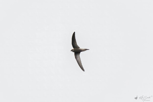 Pallid swift