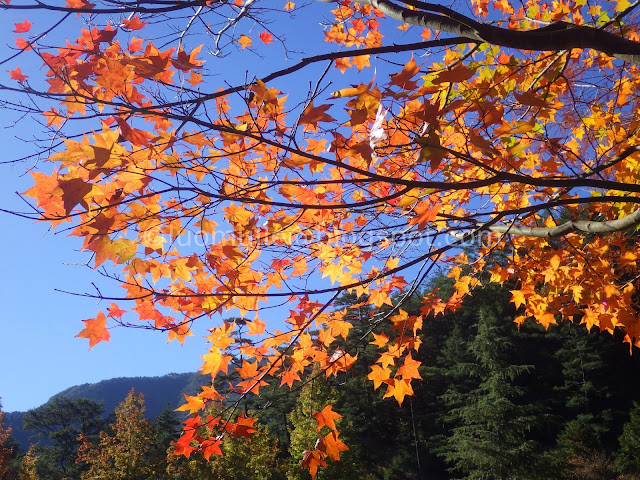 Wuling Farm maple autumn foliage