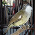 Memelihara Burung Cucak Jenggot