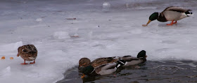 Фото Виталия Бабенко: дикие утки зимуют
