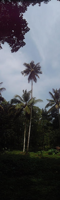 Velliamattom, Thodupuzha, Idukki, Kerala