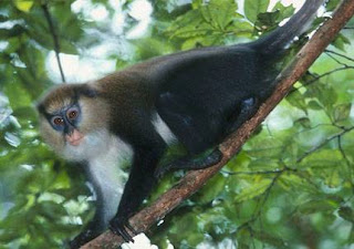 cercopithecidae Cercopiteco de Campbell Cercopithecus campbellii