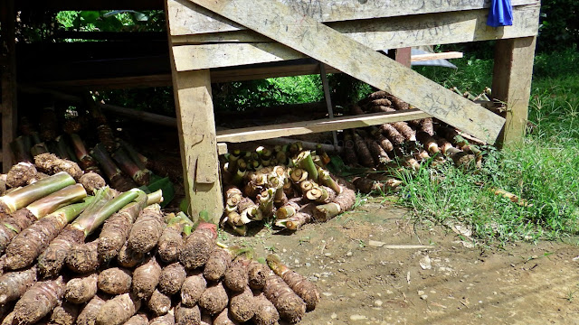 Talyan for sale in Mabini, Basey Samar