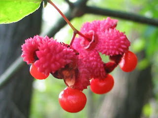 Pink Flowered Native Raspberry Fruit Pictures