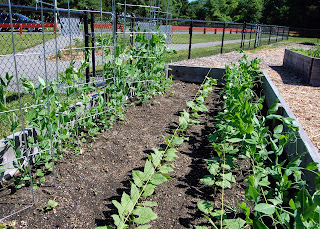 Franklin Community Garden photo from 2014 season