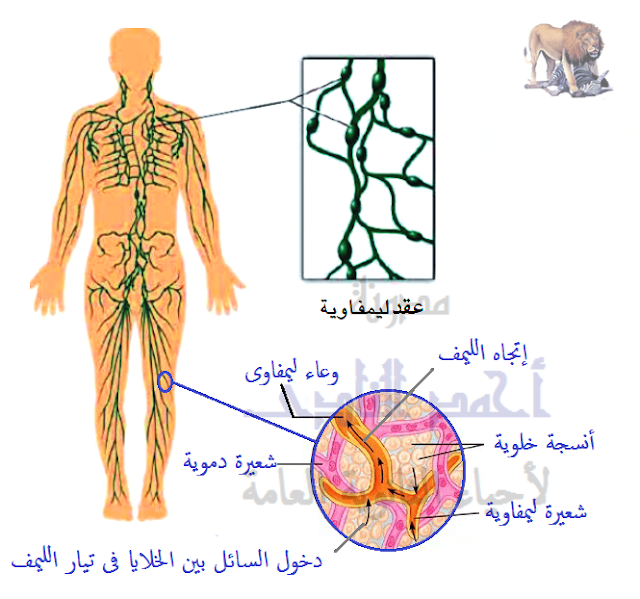 الجهاز المناعى - تركيب - الأعضاء الليمفاوية المحيطية -العقد الليمفاوية