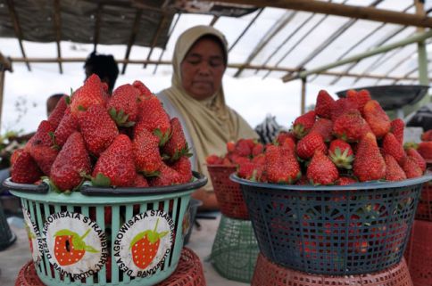 Klik untuk info Ketep Pass Magelang Kebun Strawberry Banyuroto