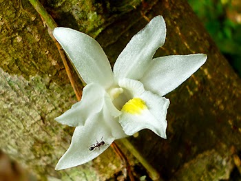 Pigeon Orchid Flower