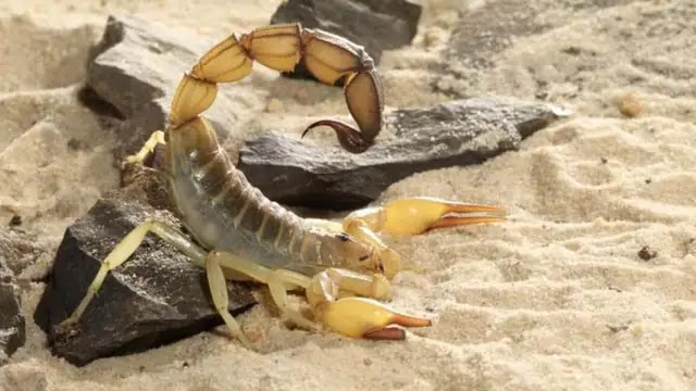 Top 10 Most Dangerous Scorpions in the World