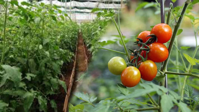 Tamatar ki kheti Tomato Farming in Hindi